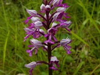 Orchis militaris 67, Soldaatje, Saxifraga-Peter Meininger