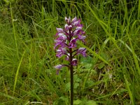 Orchis militaris 68, Soldaatje, Saxifraga-Peter Meininger