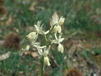 Orchis provincialis 10, Saxifraga-Jan van der Straaten