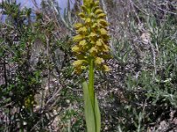 Orchis punctulata 2, Saxifraga-Ed Stikvoort : s10 cyprus