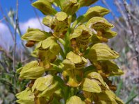 Orchis punctulata 4, Saxifraga-Ed Stikvoort : s10 cyprus