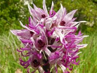 Orchis simia 32, Aapjesorchis, Saxifraga-Hans Grotenhuis