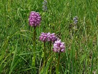 Orchis simia 35, Aapjesorchis, Saxifraga-Hans Grotenhuis