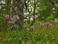 Orchis simia 36, Aapjesorchis, Saxifraga-Hans Grotenhuis