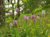 Orchis simia 37, Aapjesorchis, Saxifraga-Hans Grotenhuis