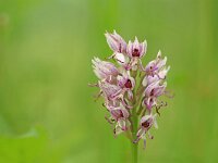 Orchis simia 39, Aapjesorchis, Saxifraga-Mark Zekhuis