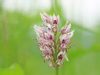 Orchis simia 40, Aapjesorchis, Saxifraga-Mark Zekhuis