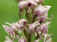 Orchis simia 41, Aapjesorchis, Saxifraga-Mark Zekhuis