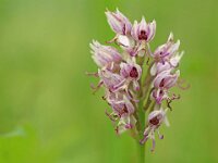 Orchis simia 42, Aapjesorchis, Saxifraga-Mark Zekhuis