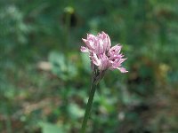 Orchis tridentata