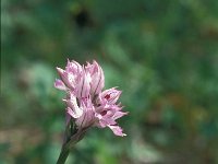 Orchis tridentata 2, Saxifraga-Jan van der Straaten