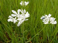 Orlaya grandiflora 24, Straalscherm, Saxifraga-Ed Stikvoort