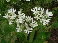 Orlaya grandiflora 4, Straalscherm, Saxifraga-Jan Willem Jongepier