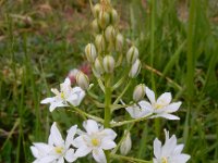 Ornithogalum arcuatum 3, Saxifraga-Ed Stikvoort