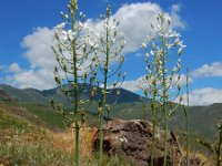 Ornithogalum arcuatum 5, Saxifraga-Ed Stikvoort