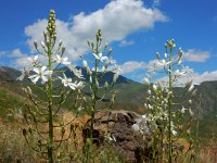 Ornithogalum arcuatum 6, Saxifraga-Ed Stikvoort