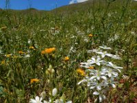 Ornithogalum arcuatum 8, Saxifraga-Ed Stikvoort