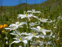 Ornithogalum arcuatum 9, Saxifraga-Ed Stikvoort