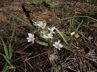 Ornithogalum broteroi