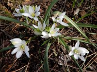 Ornithogalum broteroi 2, Saxifraga-Ed Stikvoort