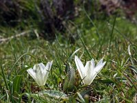 Ornithogalum collinum 10, Saxifraga-Jeroen Willemsen