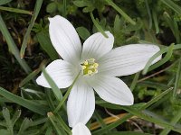 Ornithogalum collinum 2, Saxifraga-Rutger Barendse