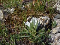 Ornithogalum collinum 4, Saxifraga-Jeroen Willemsen