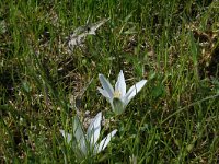 Ornithogalum collinum 5, Saxifraga-Jeroen Willemsen