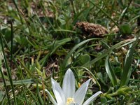 Ornithogalum collinum 6, Saxifraga-Jeroen Willemsen