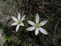 Ornithogalum collinum 9, Saxifraga-Rutger Barendse