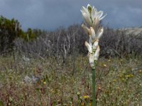 Ornithogalum concinnum