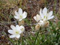 Ornithogalum concinnum 2, Saxifraga-Ed Stikvoort