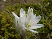 Ornithogalum concinnum 4, Saxifraga-Ed Stikvoort