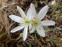 Ornithogalum concinnum 6, Saxifraga-Ed Stikvoort