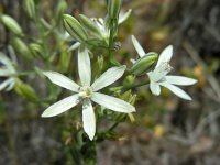 Ornithogalum narbonense 8, Saxifraga-Ed Stikvoort