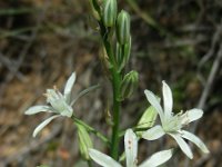 Ornithogalum narbonense 9, Saxifraga-Ed Stikvoort