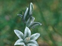 Ornithogalum nutans 13, Knikkende vogelmelk, Saxifraga-Jan van der Straaten