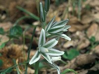 Ornithogalum nutans 14, Knikkende vogelmelk, Saxifraga-Jan van der Straaten