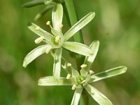 Ornithogalum pyrenaicum 11, Bosvogelmelk, Saxifraga-Sonja Bouwman  1010. Bosvogelmelk - Ornithogalum pyrenaicum - Asparagaceae familie (zw)