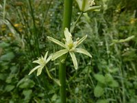 Ornithogalum pyrenaicum 5, Bosvogelmelk, Saxifraga-Ed Stikvoort