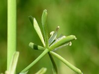 Ornithogalum pyrenaicum 9, Bosvogelmelk, Saxifraga-Sonja Bouwman  1010. Bosvogelmelk - Ornithogalum pyrenaicum - Asparagaceae familie (zw)