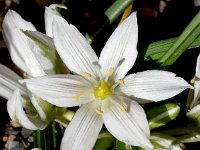 Ornithogalum sibthorpii