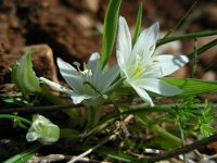 Ornithogalum sigmoideum 2, Saxifraga-Ed Stikvoort