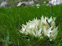 Ornithogalum sigmoideum 4, Saxifraga-Ed Stikvoort