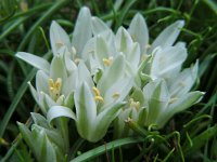 Ornithogalum sigmoideum 5, Saxifraga-Ed Stikvoort