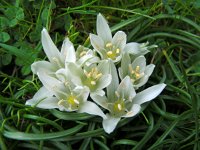 Ornithogalum sigmoideum 6, Saxifraga-Ed Stikvoort