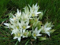 Ornithogalum sigmoideum 8, Saxifraga-Ed Stikvoort