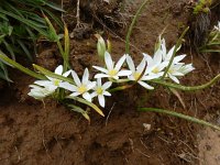 Ornithogalum transcaucasicum 2, Saxifraga-Ed Stikvoort