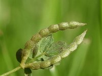 Ornithopus perpusillus 36, Klein vogelpootje, Saxifraga-Sonja Bouwman