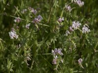 Ornithopus sativus 10, Serradelle, Saxifraga-Willem van Kruijsbergen